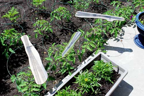 turnout plants