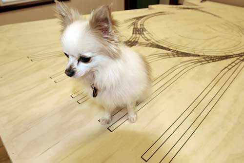 chiwawa
