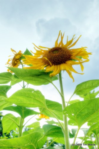 Sunflower Sunflower