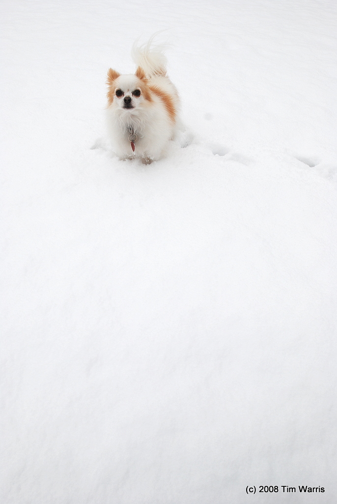 First Sno