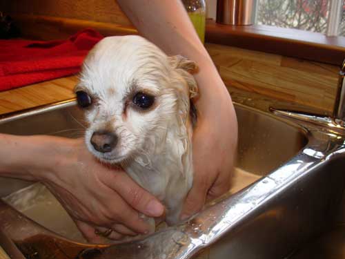 https://www.bronx-terminal.com/wetdog